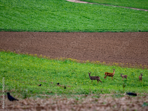 Kleines Rudel Rehe im Feld photo