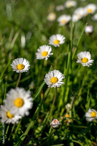 daisies in a field