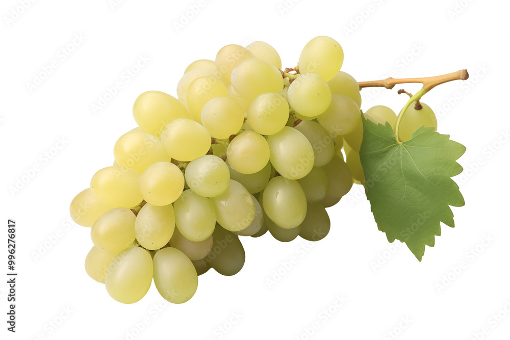 White grape on transparent background. PNG cutout. Wine related themes. Wine professions. Oenologist. Wine shop. Buying and selling wine. Images for graphic designers. Isolated wine. Image for website White grape on transparent background. PNG cutout. Wine related themes. Wine professions. Oenologist. Wine shop. Buying and selling wine. Images for graphic designers. Isolated wine. Image for website