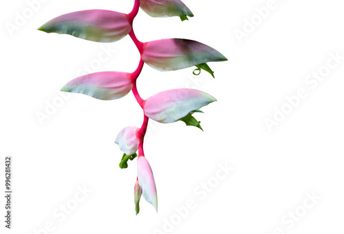 Heliconia chartacea pink flowers on isolated background photo