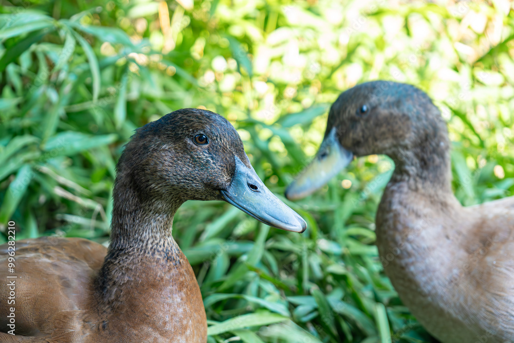Ducklings Swimming In A Tub Ducks As Pets Helping In The Garden Happy