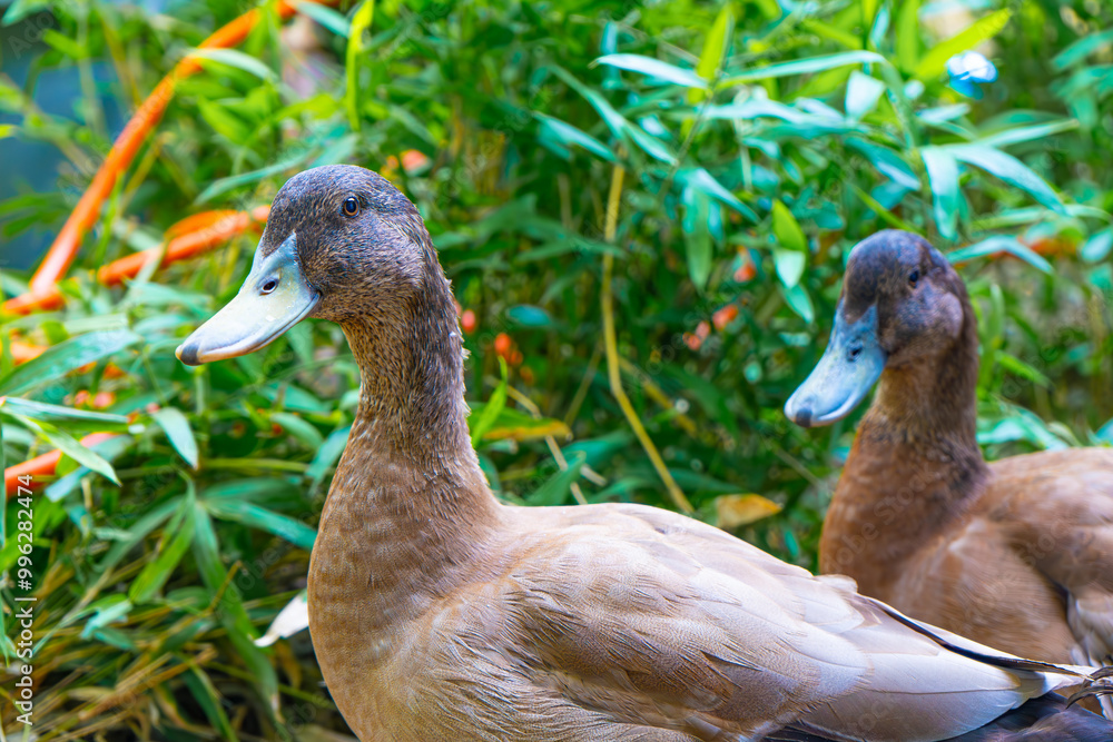 Ducklings Swimming In A Tub Ducks As Pets Helping In The Garden Happy