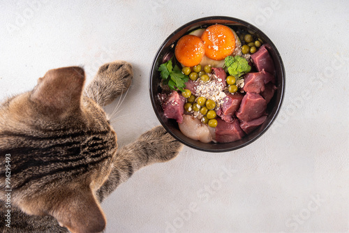 Canvastavla BARF (Biologically Appropriate Raw Food) food concept, Healthy bowl for domestic pets background with cat cute tabby kitten paws in pic
