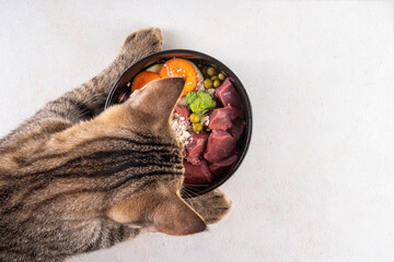 BARF (Biologically Appropriate Raw Food) food concept, Healthy bowl for domestic pets background with cat cute tabby kitten paws in pic.  Portion of raw meat, chicken, fish, vegetables, oats