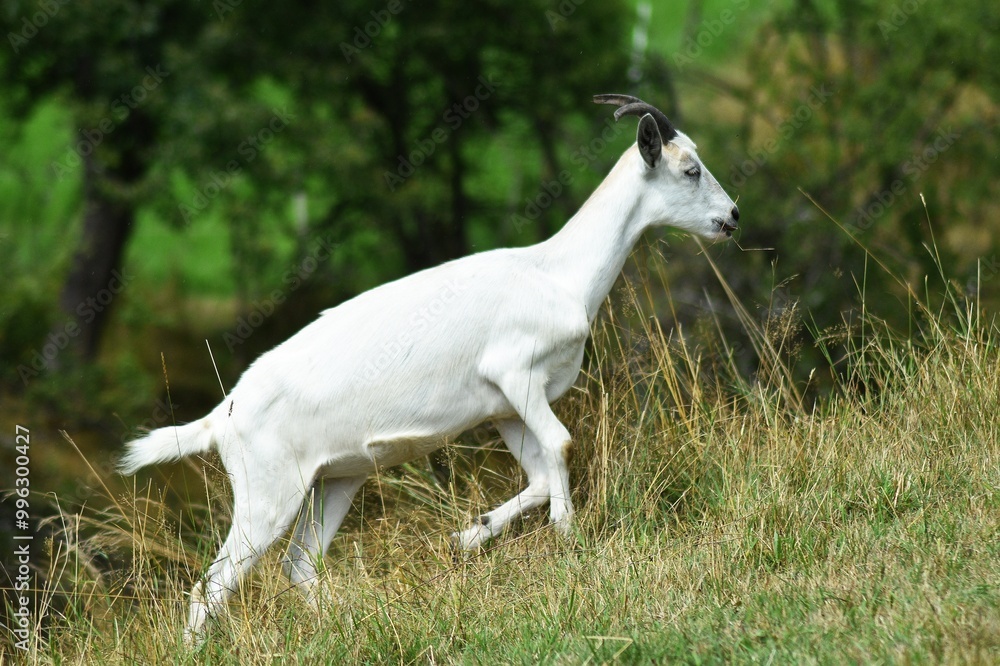Fototapeta premium Koza pasąca się na łące