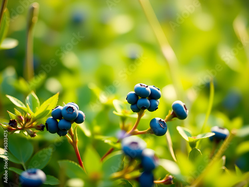 yellow and blue flowers