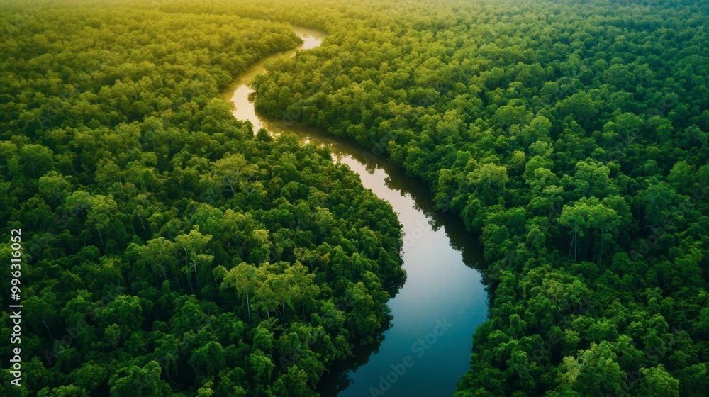 Aerial view of a dense forest with a winding river cutting through, seen from above. Aerial view of a dense forest with a winding river cutting through, seen from above.