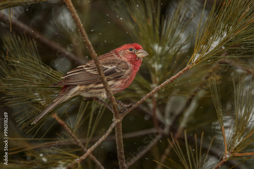 A male House Finch perches in a Pine Tree with snowflakes falling around him.