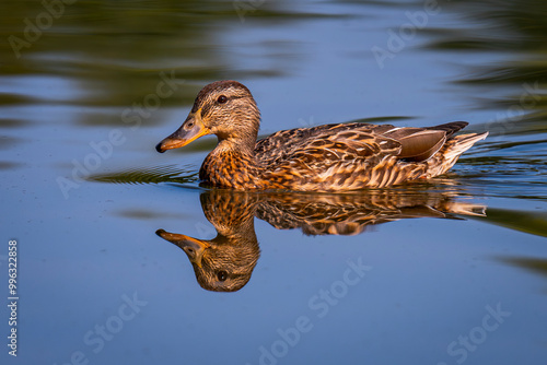 duck in water