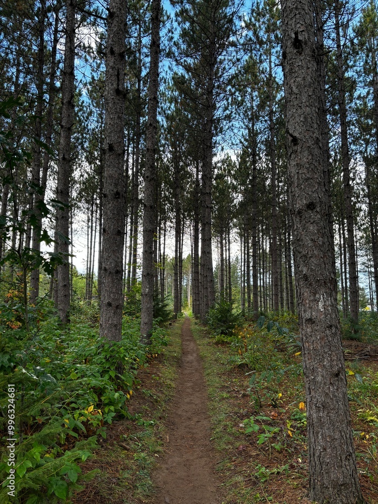 Obraz premium hiking trail through pine trees in a forest at Nine Mile Forest Wisconsin