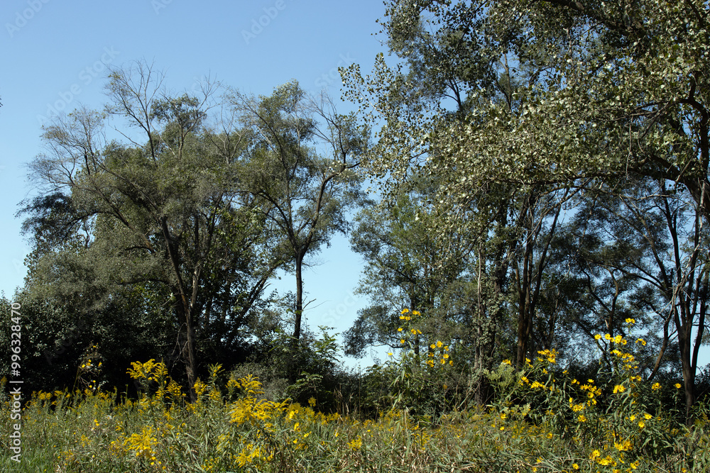 Native trees , goldenrod, and sunflowers in autumn at Hickory Grove Conservation Area in McHenry County, Illinois Native trees , goldenrod, and sunflowers in autumn at Hickory Grove Conservation Area in McHenry County, Illinois