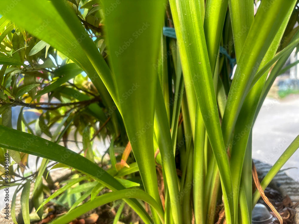 Obraz premium Detail of a houseplant leaf with natural lighting. The long, slender leaves create an interesting pattern.