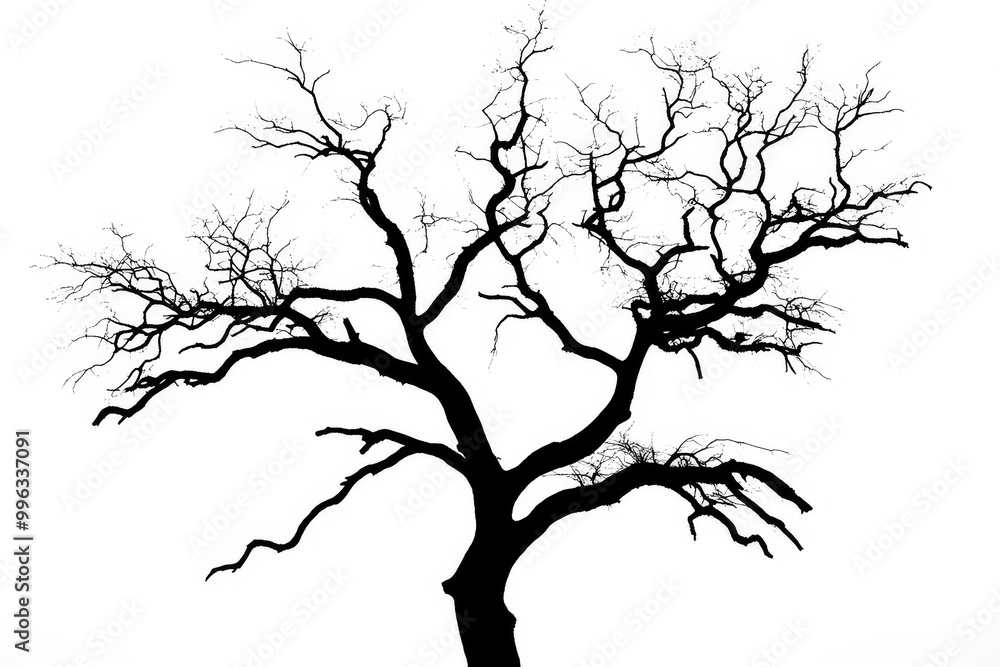 Black Silhouette of a lone tree with sprawling branches on a white background. Black Silhouette of a lone tree with sprawling branches on a white background.