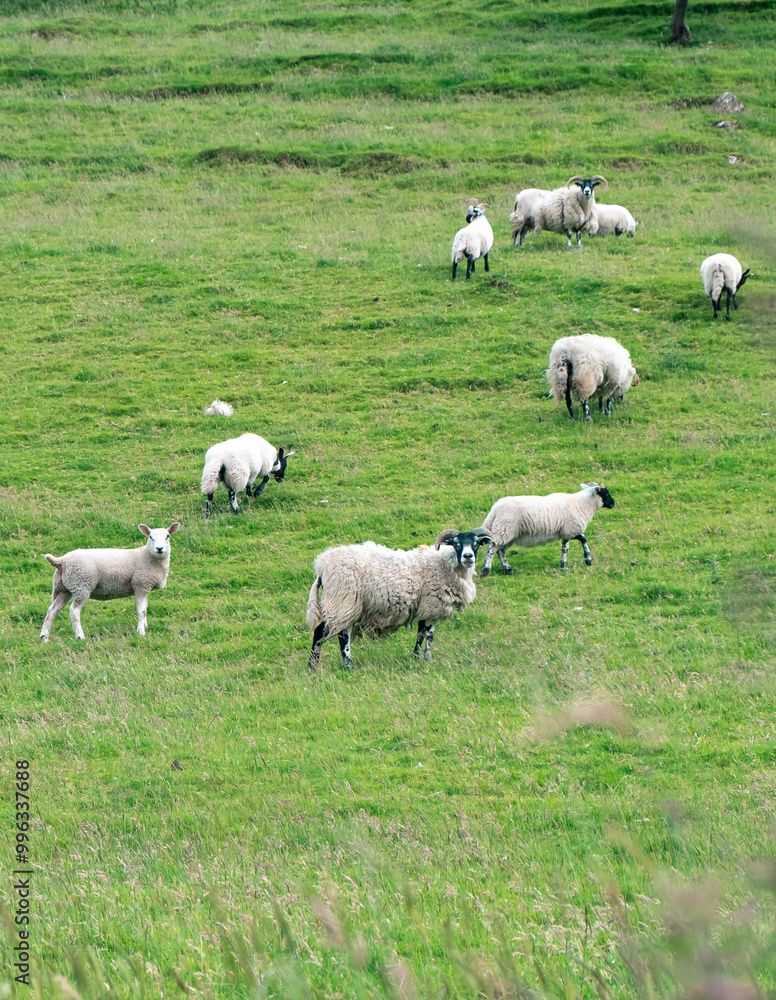 black sheep with white wool gracing in the green meadow. Sheep farm with lots of sheep and lamb in northern Ireland coastal route.. black sheep with white wool gracing in the green meadow. Sheep farm with lots of sheep and lamb in northern Ireland coastal route..