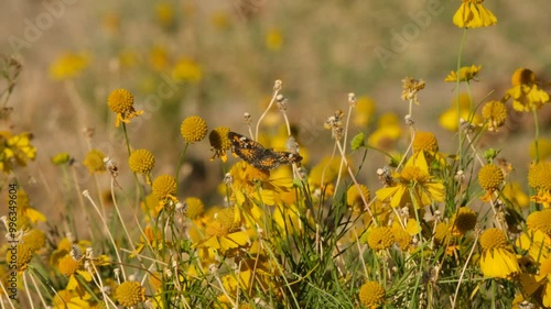 Butterfly on yellow blooms of sneezeweed flowers during fall season windy day in Texas nature.