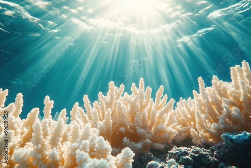 Underwater view of vibrant coral reefs illuminated by sun rays, showcasing marine beauty and biodiversity. photo