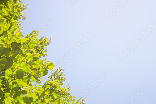 green leaves against clear blue sky