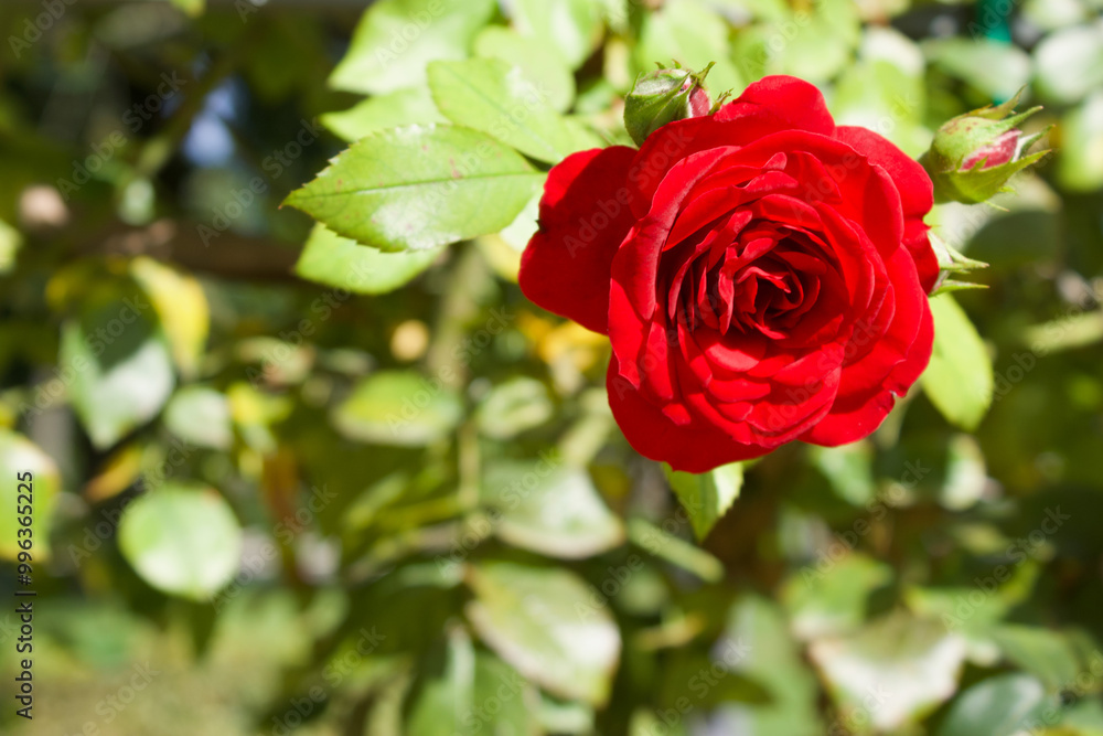 close-up of vibrant red rose in sunlight close-up of vibrant red rose in sunlight