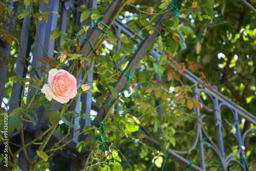 pink rose bloom on vine with metal trellis