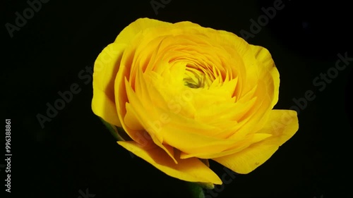 Ranunculus flowering time-lapse photography