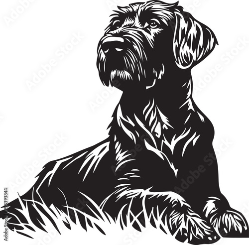 lying German Wirehaired Pointer dog