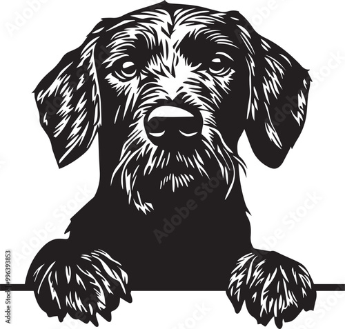 peeking German Wirehaired Pointer dog