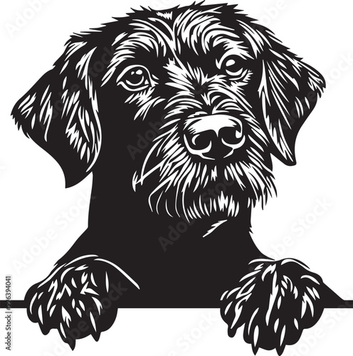 black and white peeking German Wirehaired Pointer dog