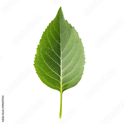 green leaf isolated on white background