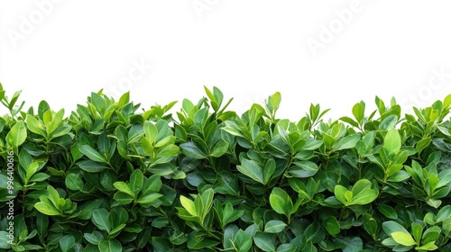 Wallpaper Mural Lush green hedge featuring vibrant leaves set against a pristine white backdrop ideal for themes related to nature landscaping and garden design Torontodigital.ca