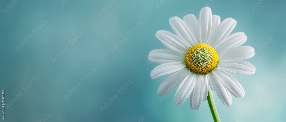 Single White Daisy Against a Blue Background. Single White Daisy Against a Blue Background.