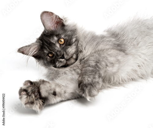 Playing Maine Coon cat funny playing lying down and waving its paws having fun playing isolated on white background. Cute playful young frisky grey kitten cat active and cheerful posing for the camera