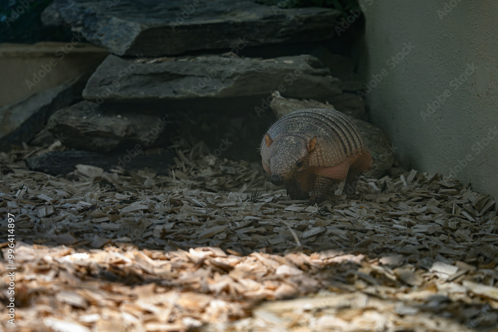 A nine-legged armadillo kept in captivity.
A nine-legged armadillo kept in captivity.