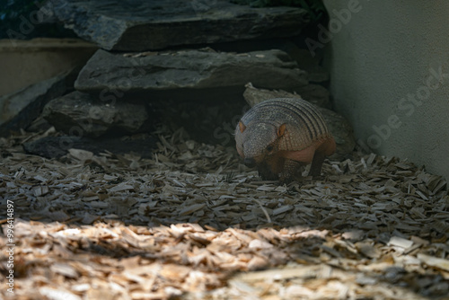 Foto A nine-legged armadillo kept in captivity.