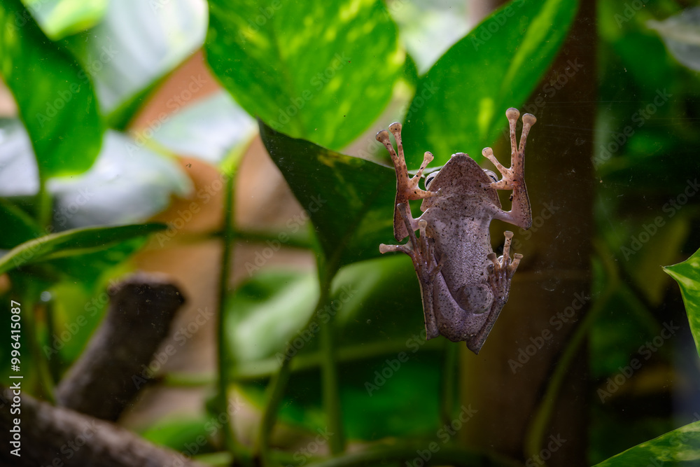 Forest frog on glass terrarium.
Forest frog on glass terrarium.