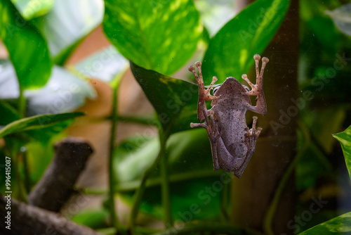 Forest frog on glass terrarium. 