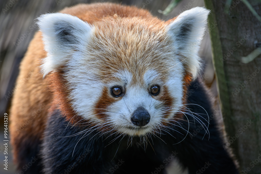 Red panda and head detail.
