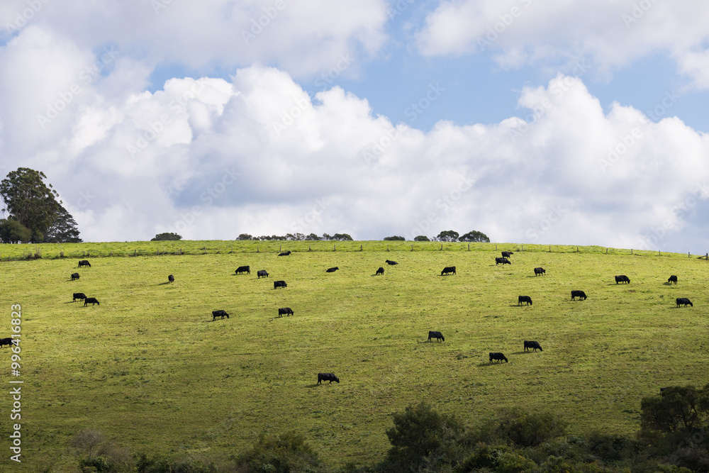 Dark coloured cows on a green hillside pasture just outside of the town of Dorrigo Dark coloured cows on a green hillside pasture just outside of the town of Dorrigo