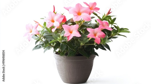 Wallpaper Mural Mandevilla plant in a pot displayed from the front on a white background Torontodigital.ca