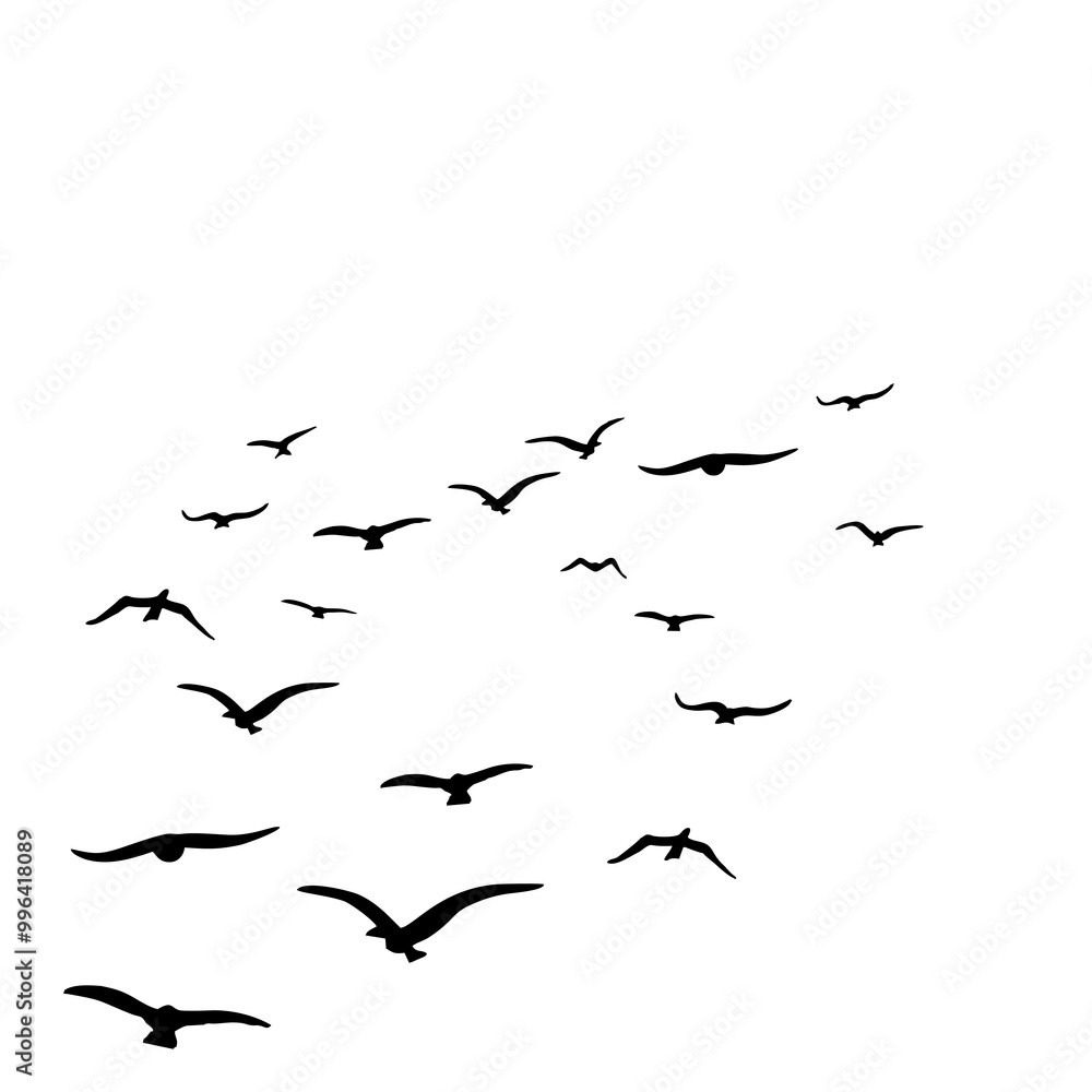 birds fly in circles birds fly in circles
