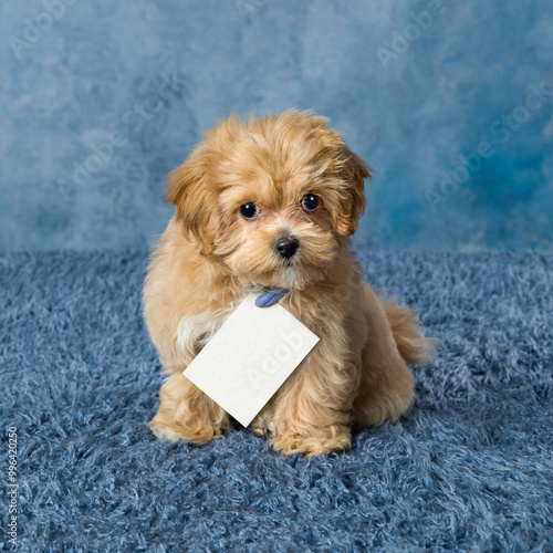 Cute maltipoo puppy with empty card photo