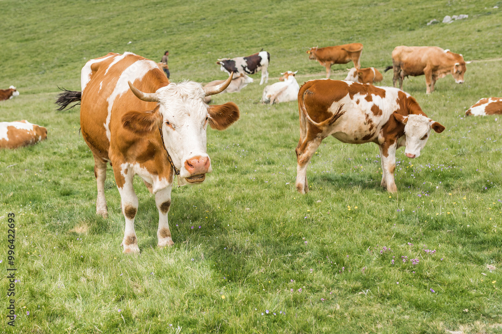 Cows standing in a green field, with a clear sky in the background. Cows standing in a green field, with a clear sky in the background.