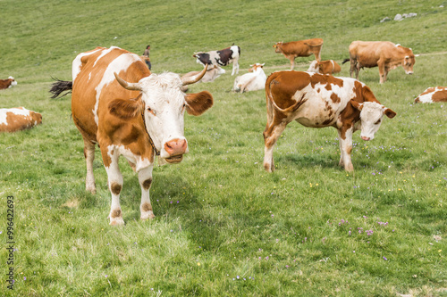 Cows standing in a green field, with a clear sky in the background.