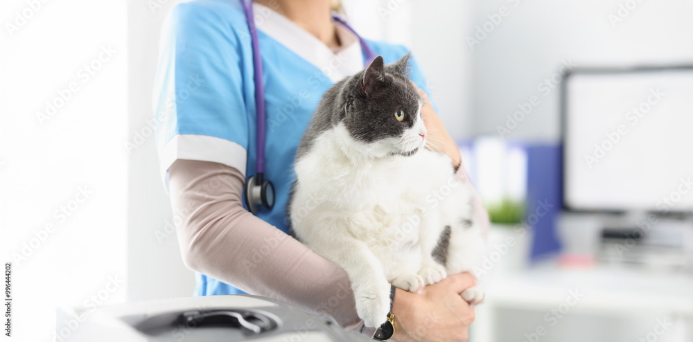 Close-up of veterinarian hold cat, female taking care of pets, professional vet doctor. Fat fluffy kitty look away. Veterinary, clinic for animals concept Close-up of veterinarian hold cat, female taking care of pets, professional vet doctor. Fat fluffy kitty look away. Veterinary, clinic for animals concept