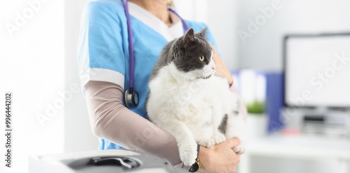 Obraz na płótnie Close-up of veterinarian hold cat, female taking care of pets, professional vet doctor. Fat fluffy kitty look away. Veterinary, clinic for animals concept w salonie