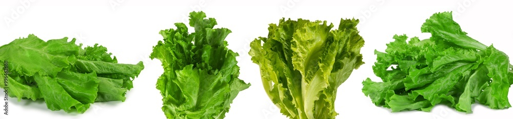 Crisp and vibrant green lettuce leaves perfect for salads, sandwiches, and healthy meals. Ideal for showcasing fresh produce and healthy eating themes. Crisp and vibrant green lettuce leaves perfect for salads, sandwiches, and healthy meals. Ideal for showcasing fresh produce and healthy eating themes.