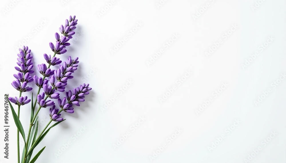 Obraz premium Purple Wildflowers with Green Leaves on a White Background 