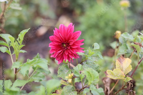 Flor cor-de-rosa  photo