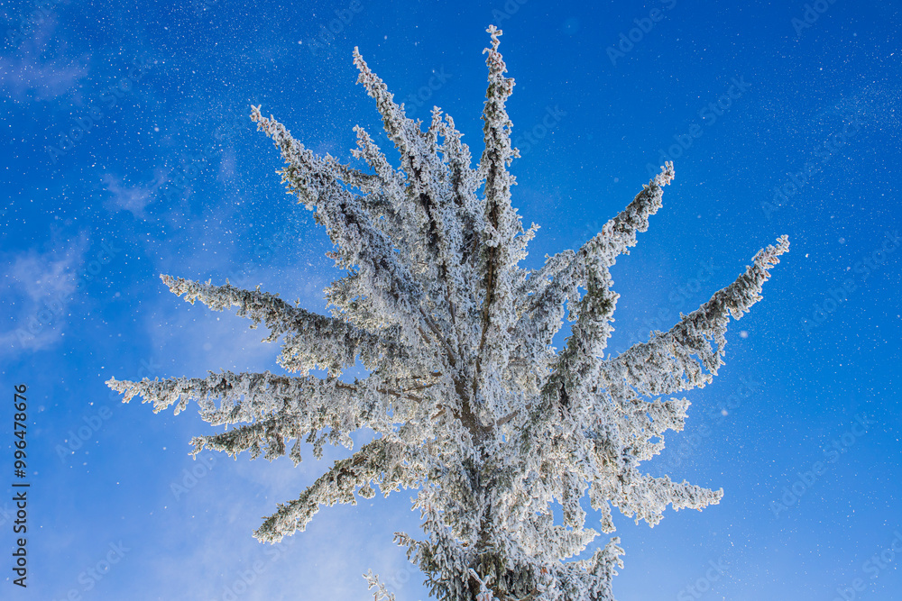 Close-up of frost-covered pine branches against a bright blue winter sky. Close-up of frost-covered pine branches against a bright blue winter sky.