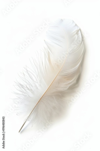 fluffy white feather highlighted on a white isolated background photo