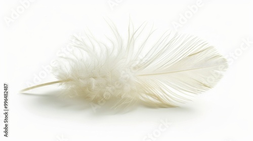 fluffy white feather highlighted on a white isolated background